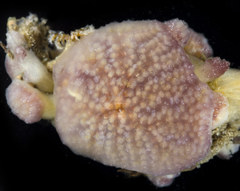 Distaplia occidentalis