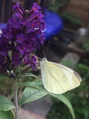 Pieris rapae