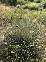 Yucca glauca