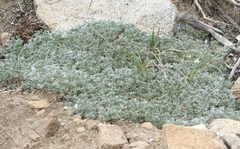 Lupinus breweri bryoides