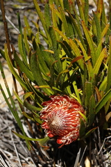Protea denticulata