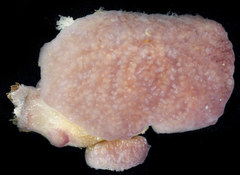 Distaplia occidentalis