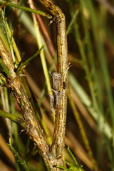 Oxyrhachis