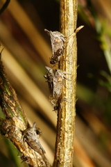 Oxyrhachis