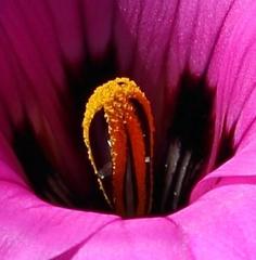 Romulea atrandra atrandra