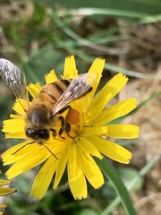 Apis mellifera