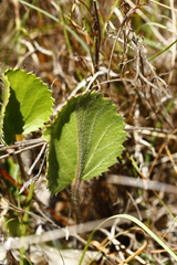 Pelargonium elegans