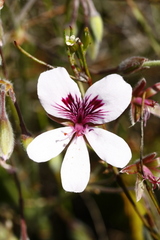 Pelargonium elegans