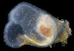 Ascidian photo 2