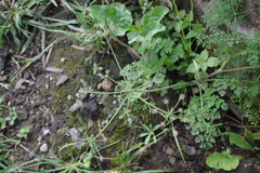 Daucus montanus