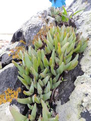 Cheiridopsis rostrata