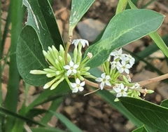 Acokanthera oppositifolia