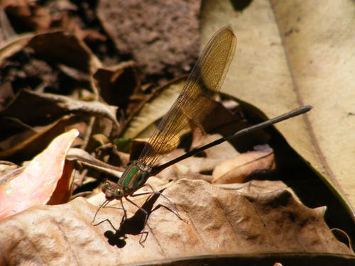 Glistening Demoiselle