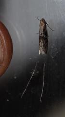 Adelidae