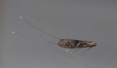 Adelidae