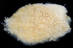 Distaplia occidentalis