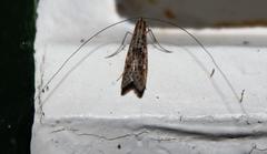 Adelidae
