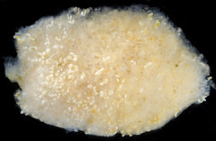 Distaplia occidentalis