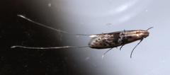 Adelidae