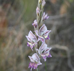 Gladiolus permeabilis permeabilis