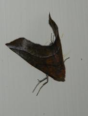 Drepanogynis rufaria