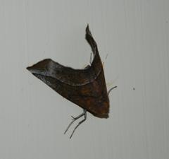 Drepanogynis rufaria