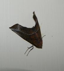 Drepanogynis rufaria