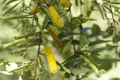 Vachellia hindsii