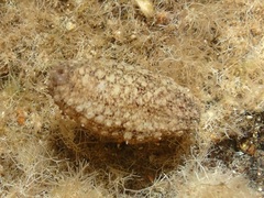 Holothuria impatiens