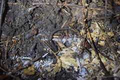 Plethodon electromorphus