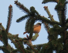 Phoenicurus phoenicurus