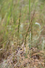 Aegilops cylindrica