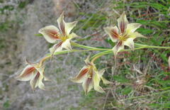 Gladiolus longicollis longicollis