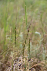 Aegilops cylindrica