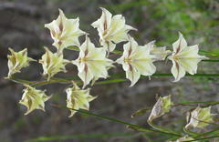 Gladiolus longicollis longicollis