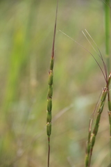 Aegilops cylindrica