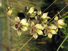 Gladiolus longicollis longicollis