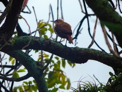 Furnarius rufus