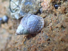 Echinolittorina punctata