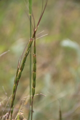 Aegilops cylindrica