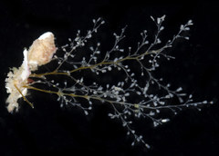 Obelia longissima