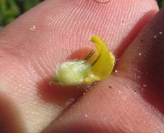 Aspalathus alopecurus