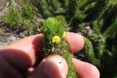 Aspalathus alopecurus