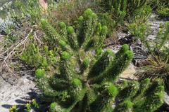 Aspalathus alopecurus