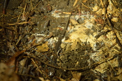 Plethodon electromorphus