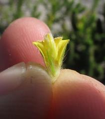 Aspalathus alopecurus