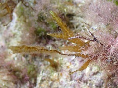 Dictyopteris polypodioides