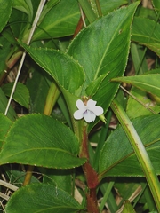 Viola stipularis image