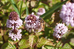 Helophilus lapponicus