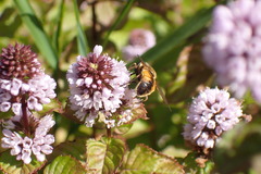 Helophilus lapponicus